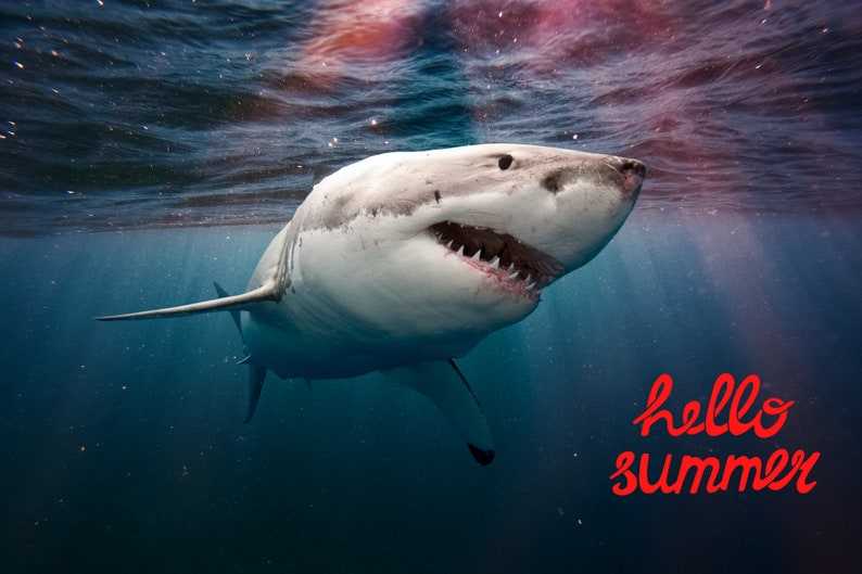 Great White Shark PNG, Shark Svg#3