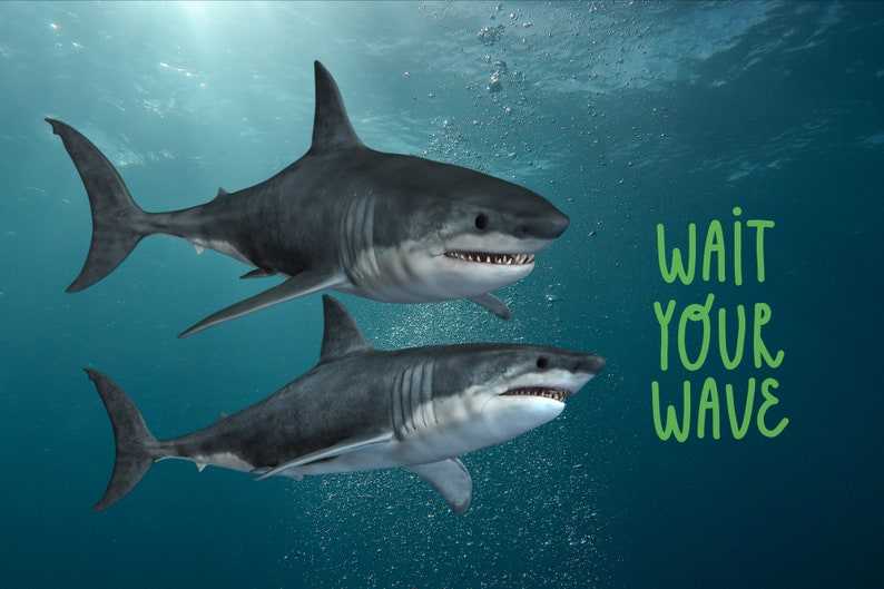 Great White Shark PNG, Shark Svg#6