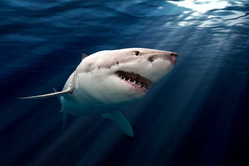 Great White Shark PNG, Shark Svg#5