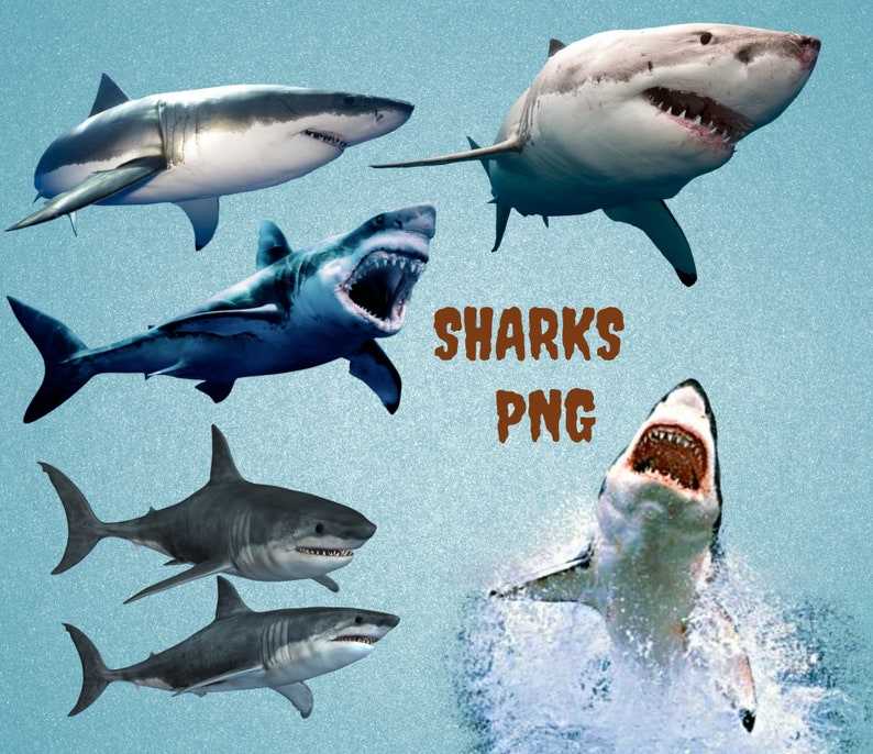 Download Great White Shark PNG Designs For Your Craft Projects