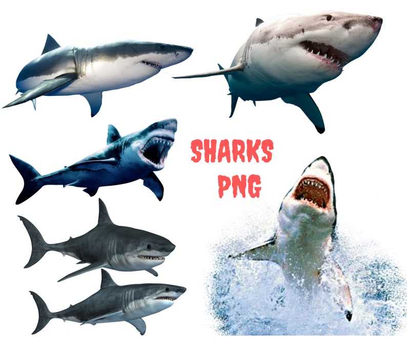 Download Great White Shark PNG Designs For Your Craft Projects 