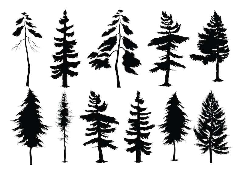 Pine Tree Svg, EVERGREEN PINE TREE Svg - Evergreen Pines Svg Files For Cricut Conifer Tree Svg Files#1