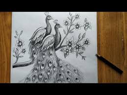 pencil peacock drawing