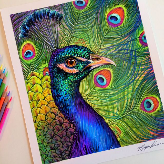 peacock drawing images with colour