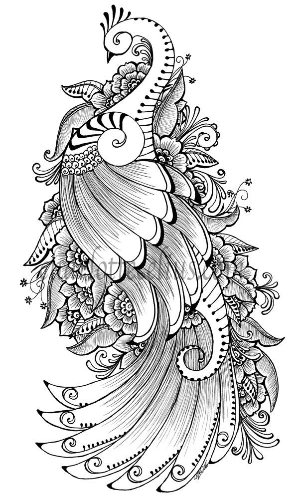 black and white peacock drawing