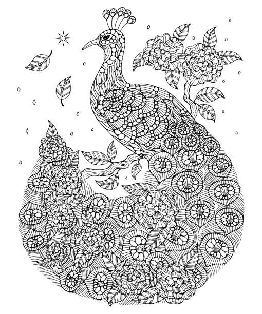 black and white peacock drawing