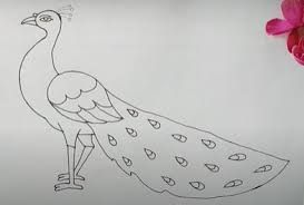 peacock drawing easy and beautiful