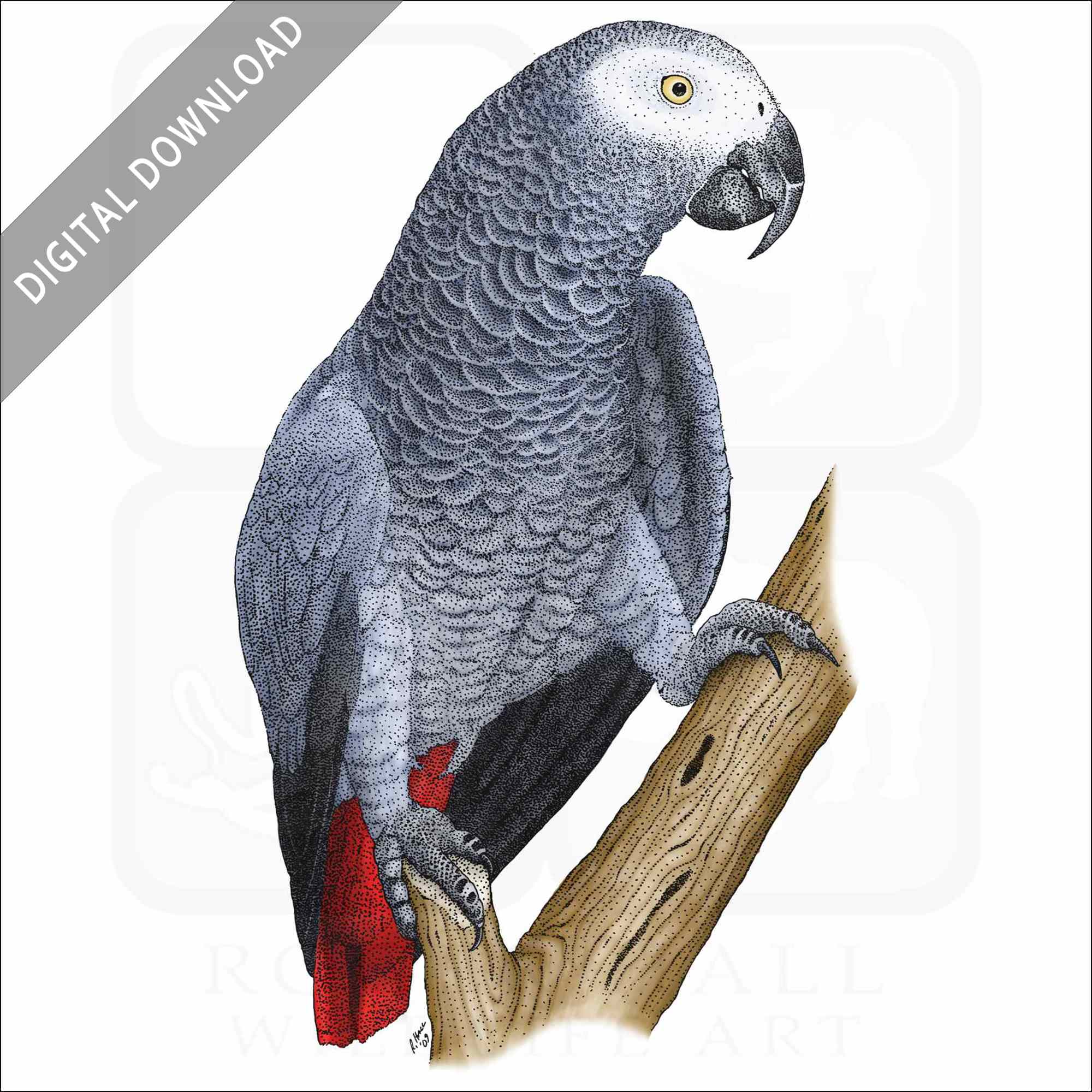 parrot drawing images