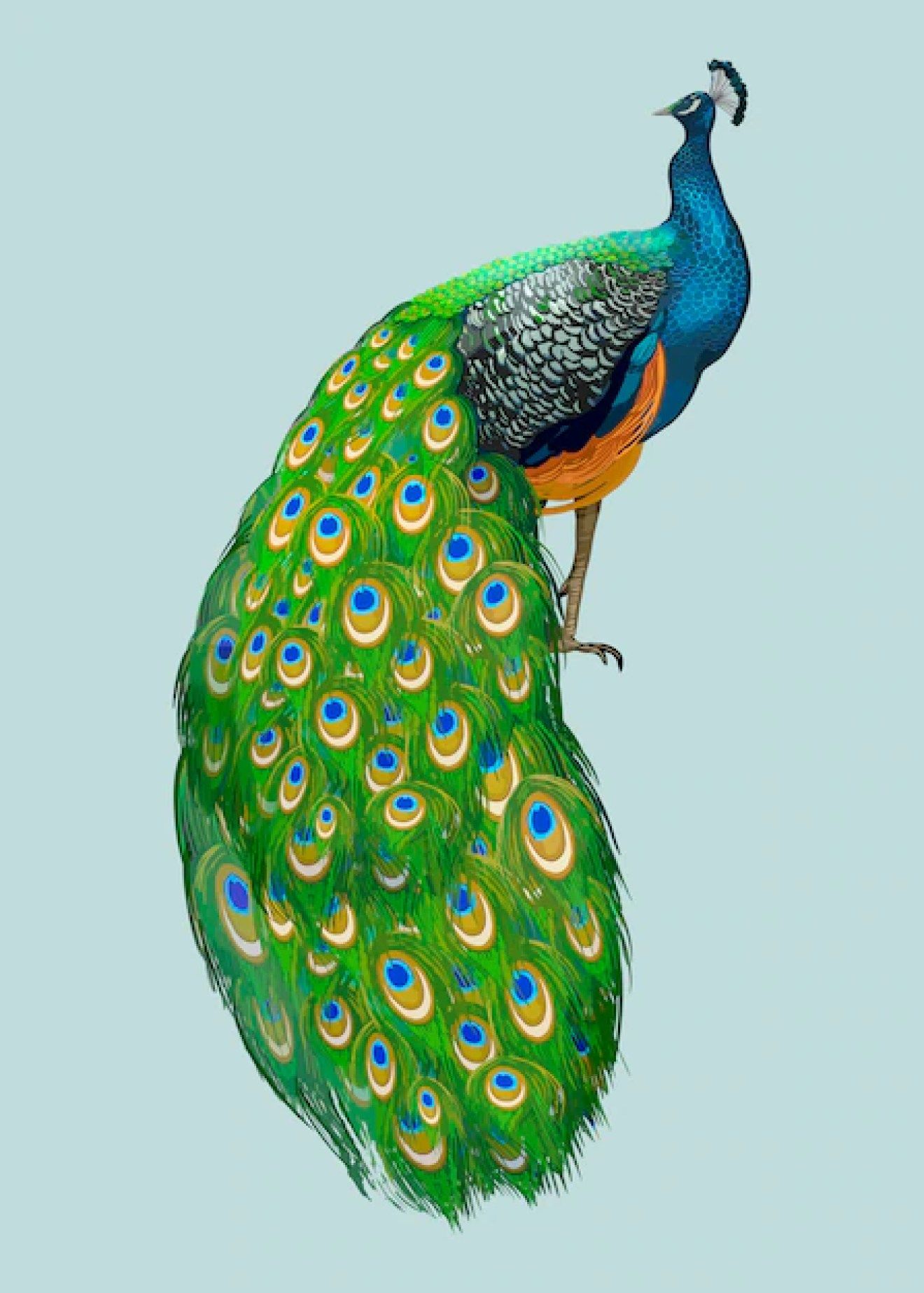 Peacock Drawing Images