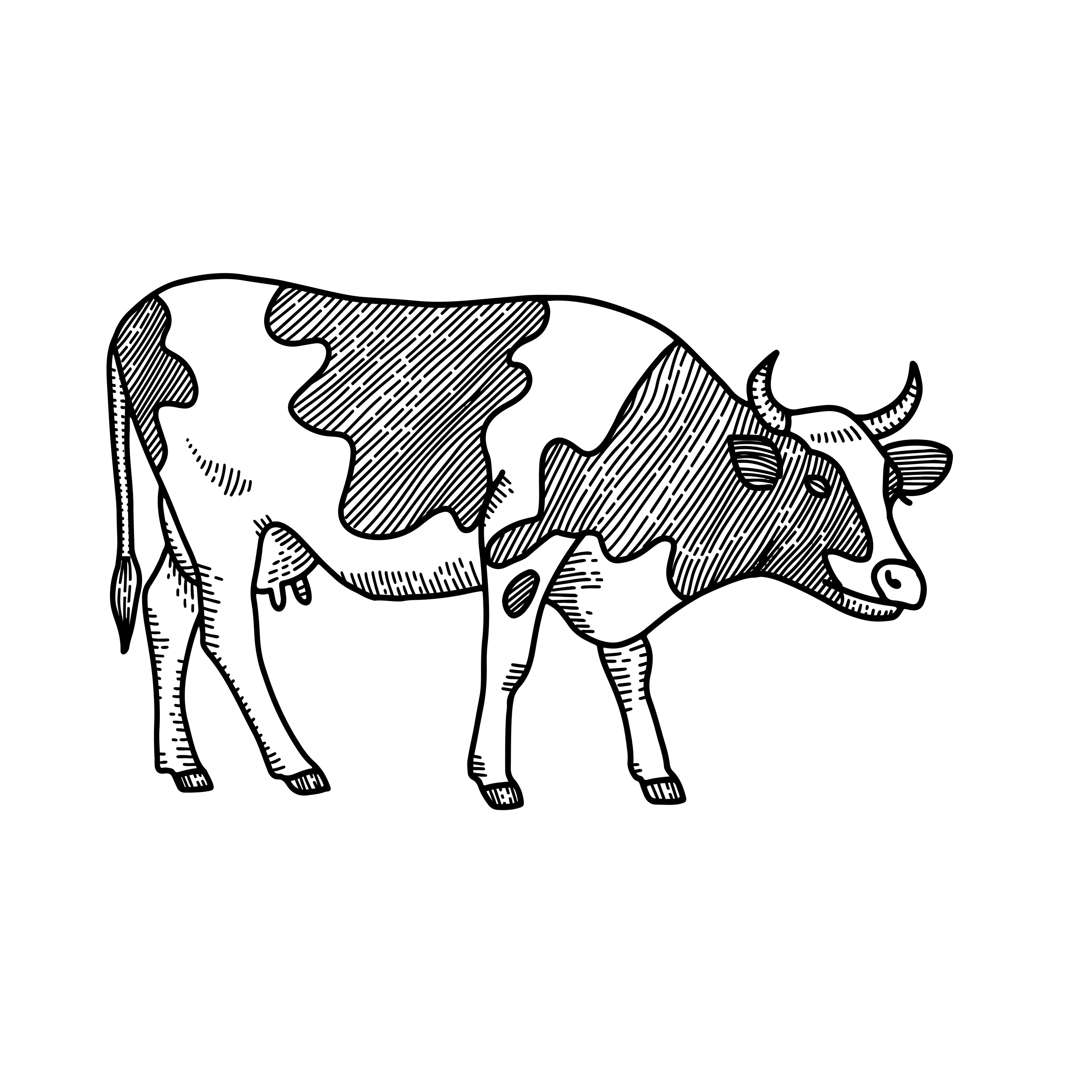 cow drawing images