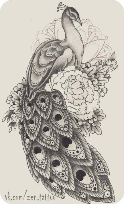 peacock sketch drawing