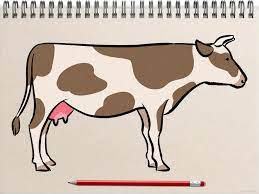 cow drawing images