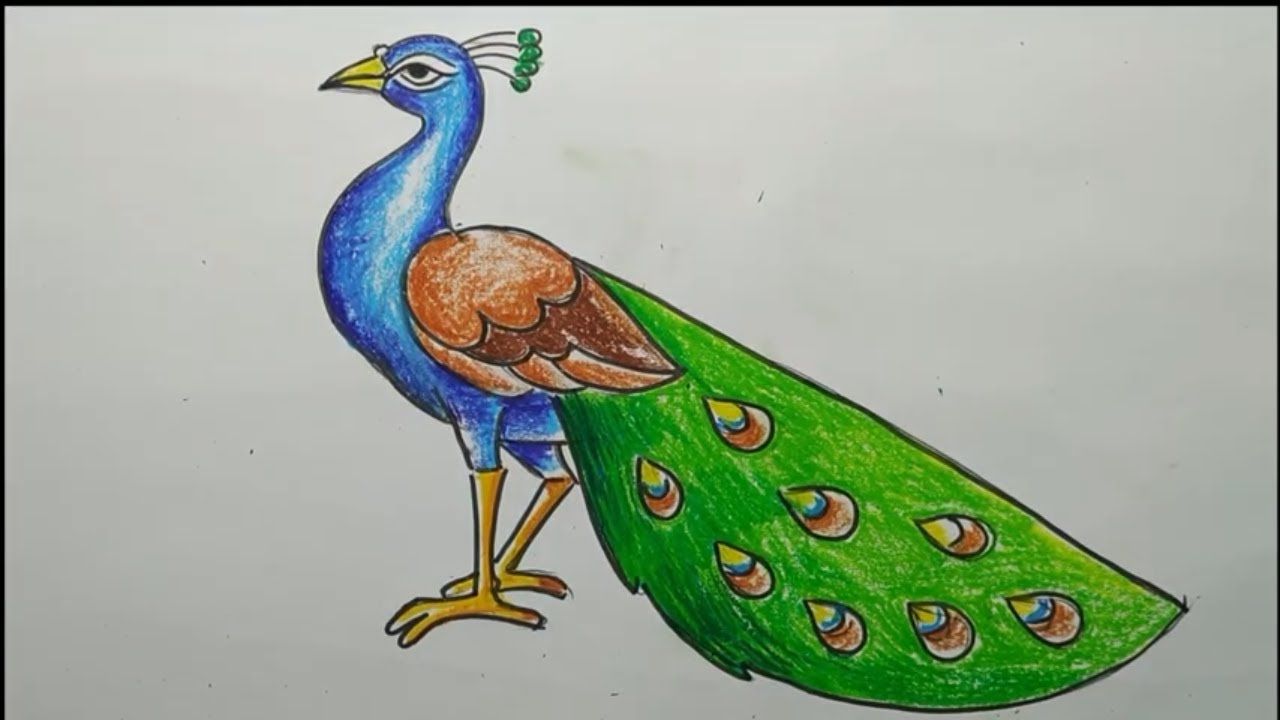 peacock drawing easy and beautiful