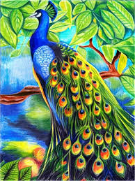 beautiful peacock drawing with colour