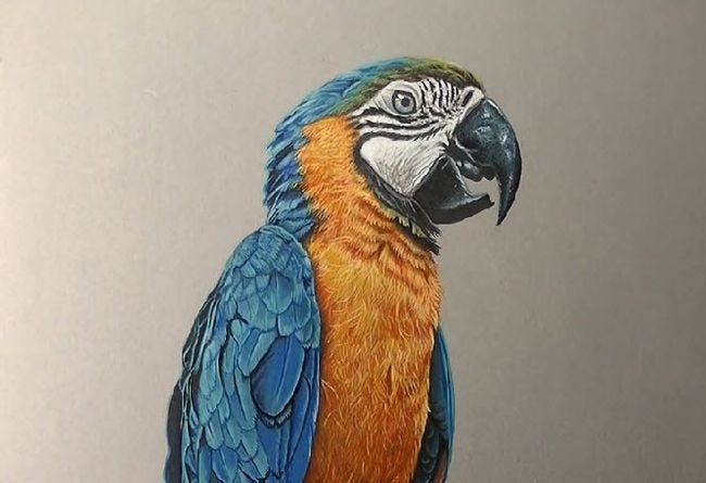 parrot drawing images