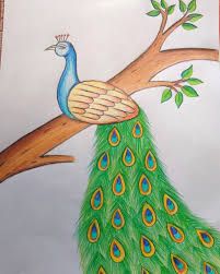 peacock drawing images with colour