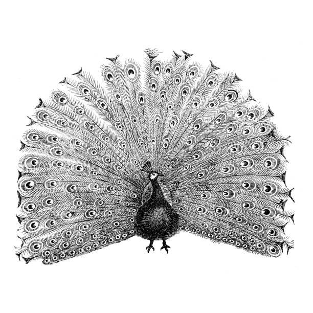 pencil peacock drawing