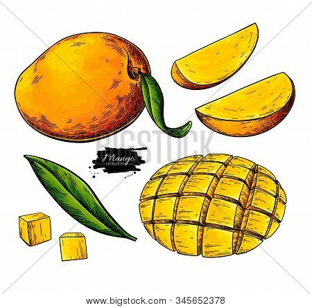 mango drawing images