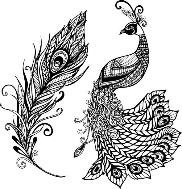 black and white peacock drawing