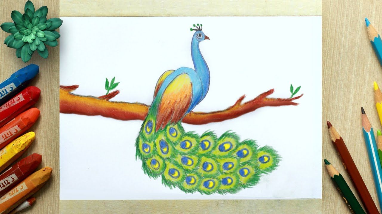 beautiful peacock drawing with colour