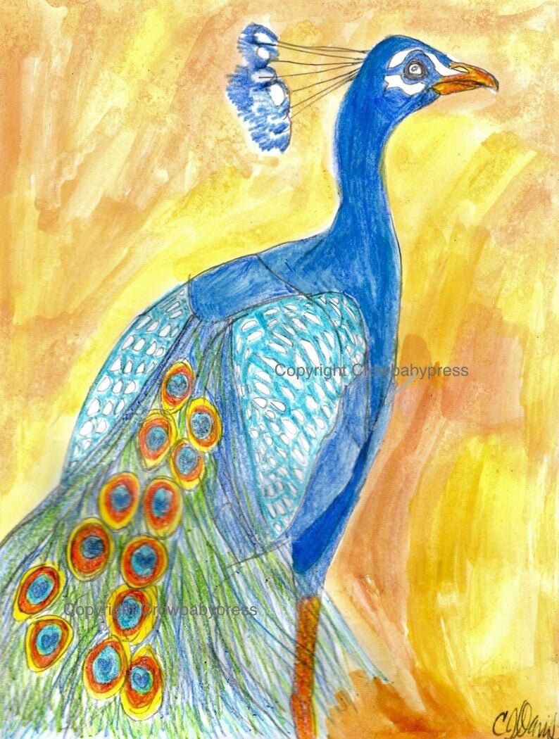 Peacock Drawing Images