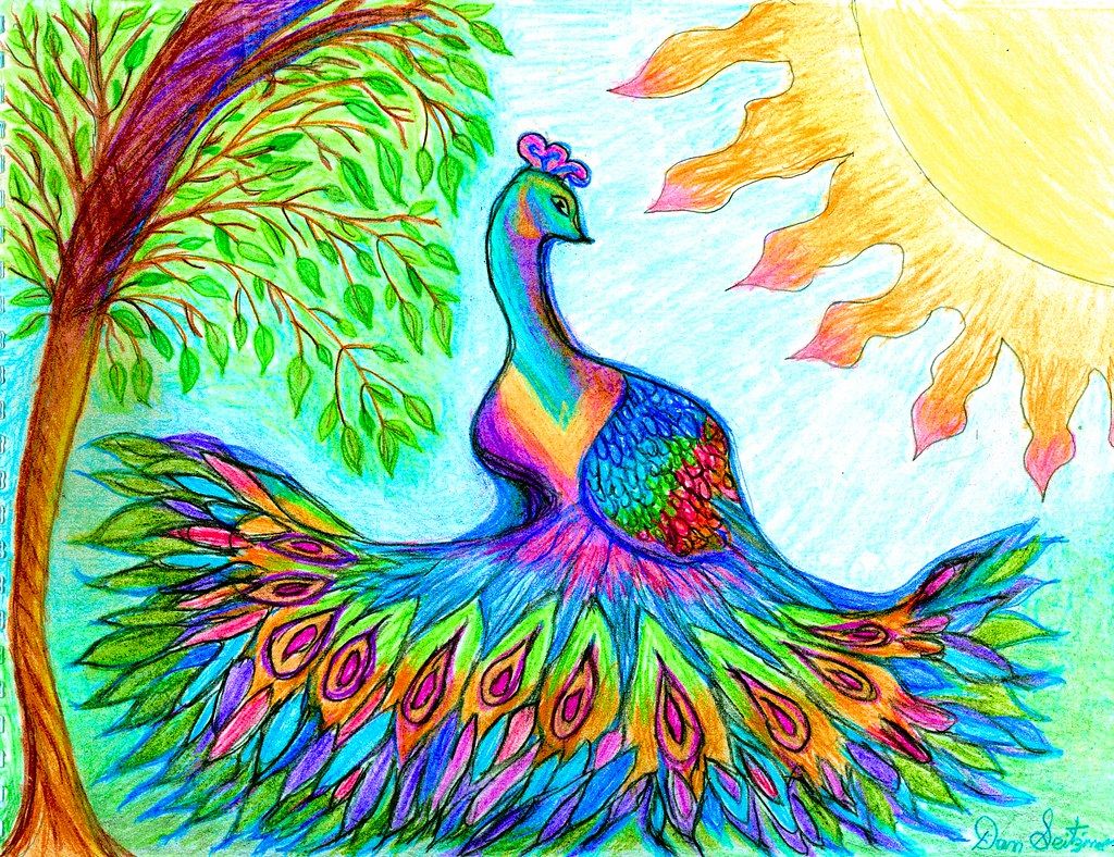 peacock drawing images with colour