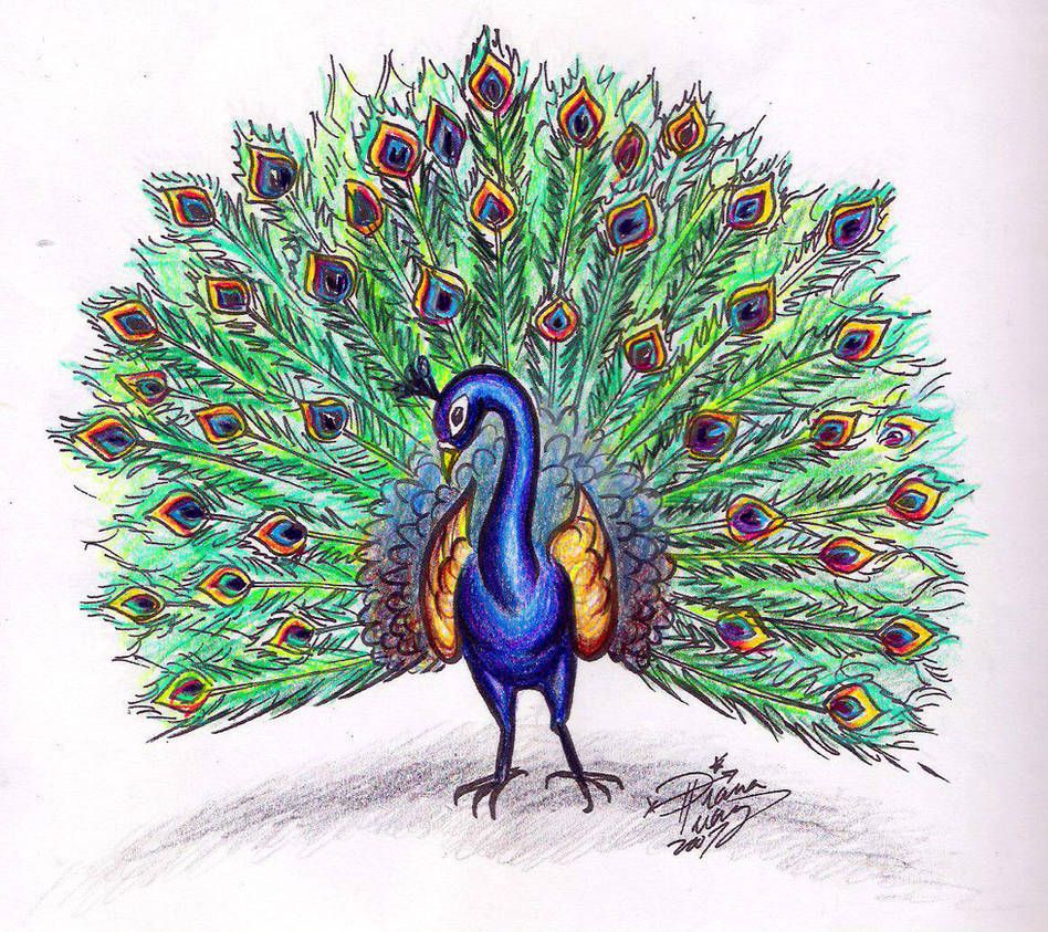 Peacock Drawing Images