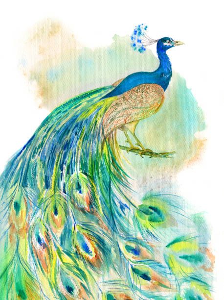 peacock drawing images with colour