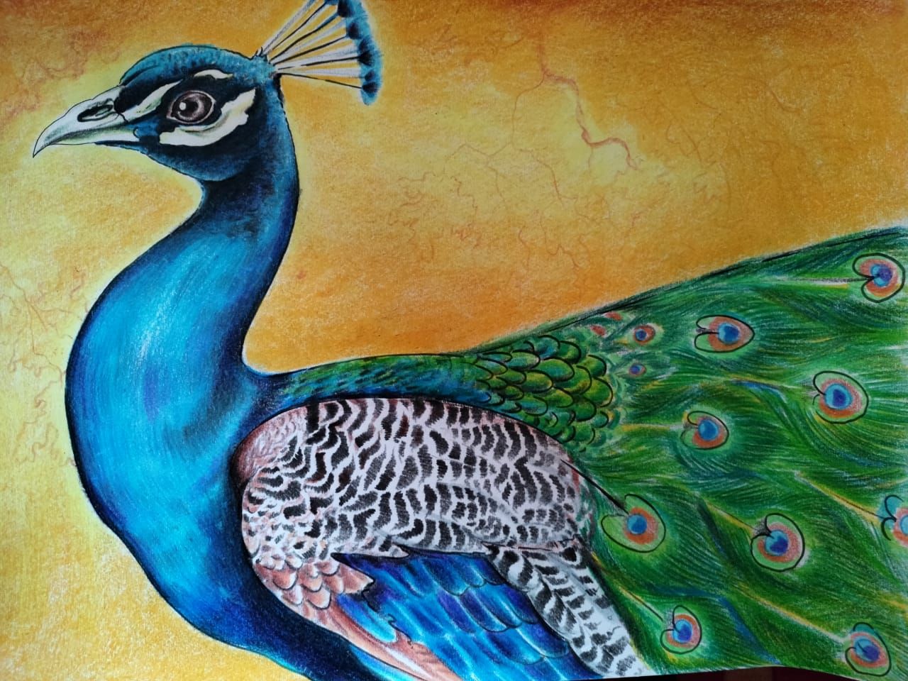 Peacock Drawing Images