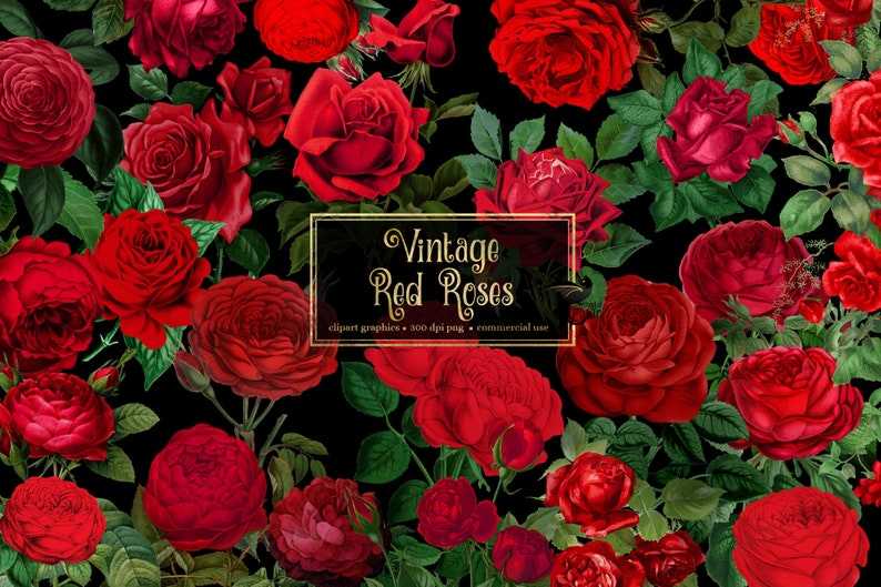 Vintage Red Roses Clipart, Antique Rose Illustrations Png Format#3