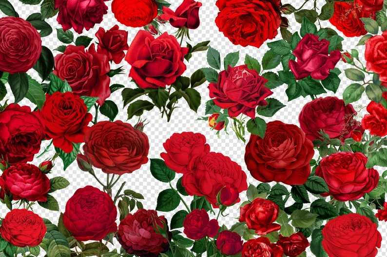 Vintage Red Roses Clipart, Antique Rose Illustrations Png Format#4
