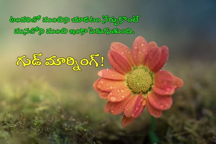 Good Morning Images With Quotes In Telugu 3