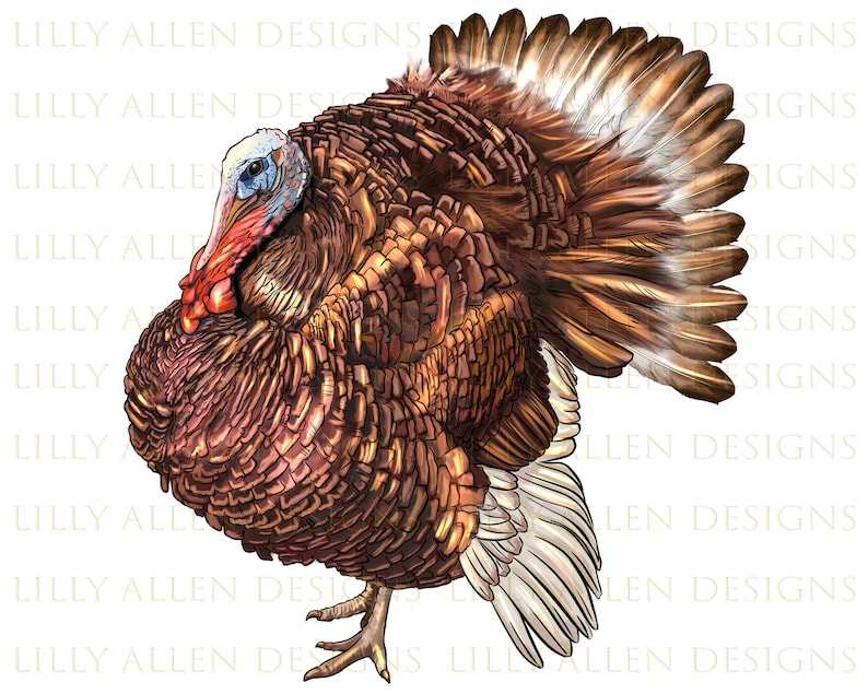 Turkey Svg, Bourbon Red Turkey Png Turkey Png