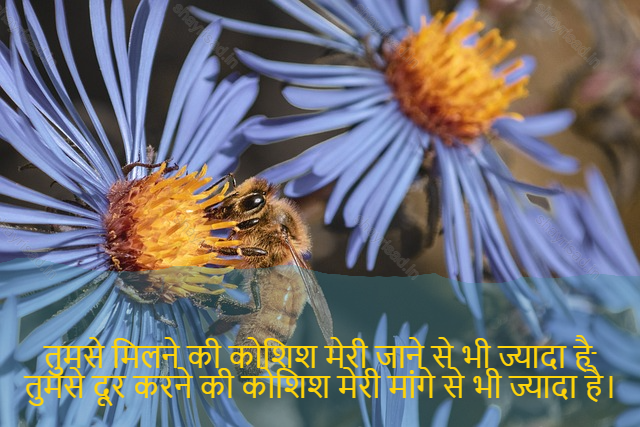 sad love shayari-तुमसे मिलने की कोशिश मेरी जाने से भी ज्यादा है, तुमसे दूर करने की कोशिश मेरी मांगे से भी ज्यादा है।-Trying to meet you is more than I know; trying to remove you is more than my demands.