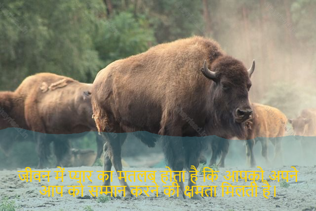 sad shayari on life-जीवन में प्यार का मतलब होता है कि आपको अपने आप को सम्मान करने की क्षमता मिलती है।-Love in life means having the ability to respect yourself.