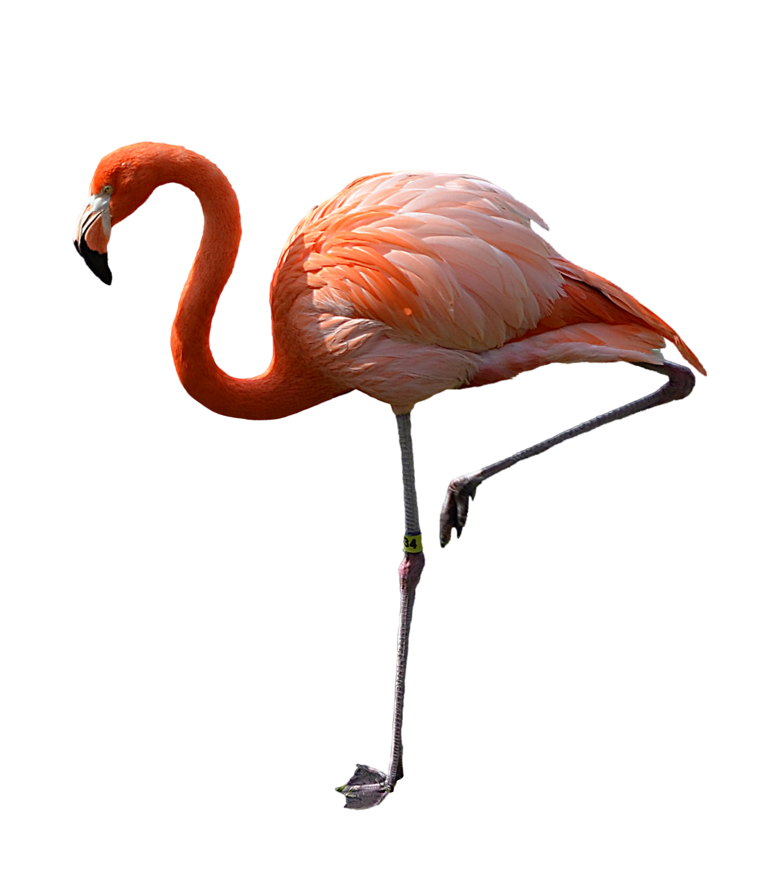 Flamingo Svg Free, Beautiful Flamingo Image Svg#1