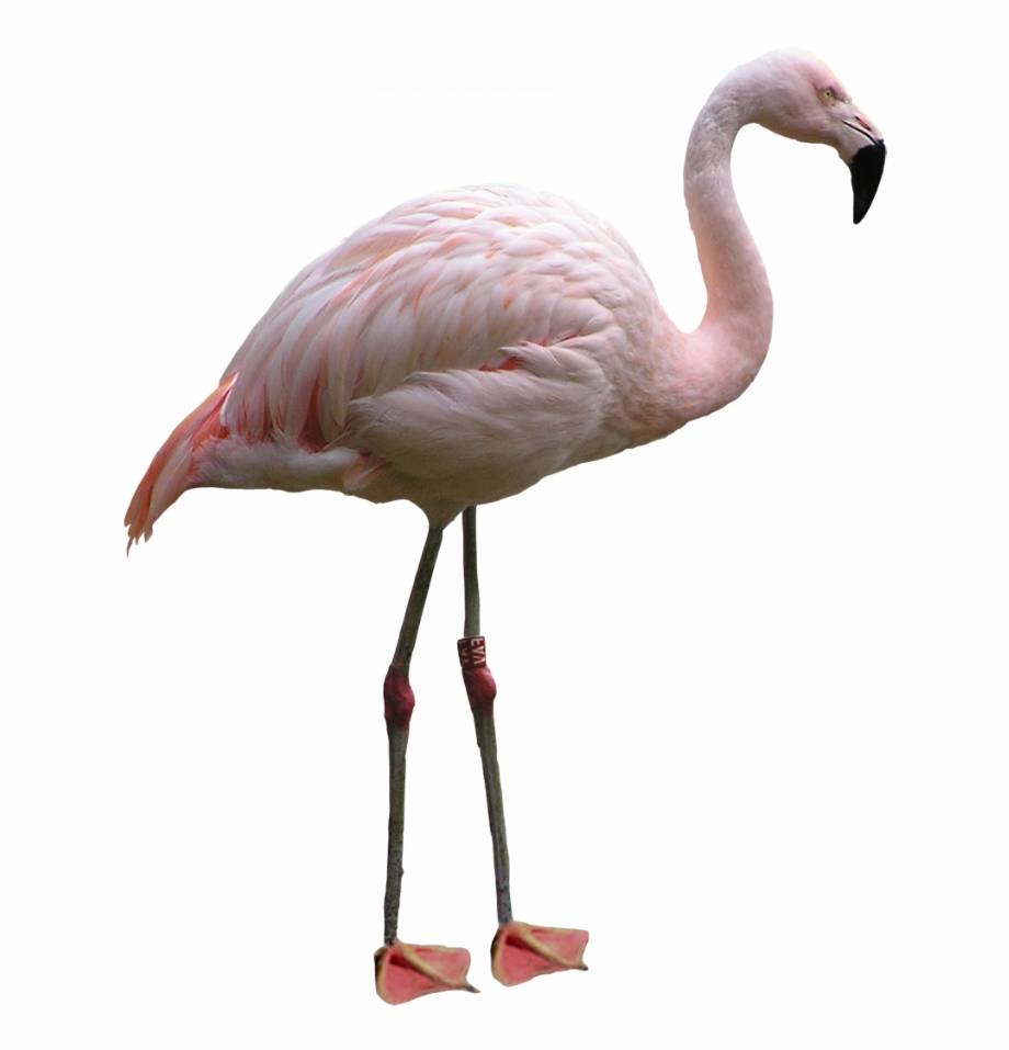 Flamingo Svg Free, Pink Flamingo PNG#1