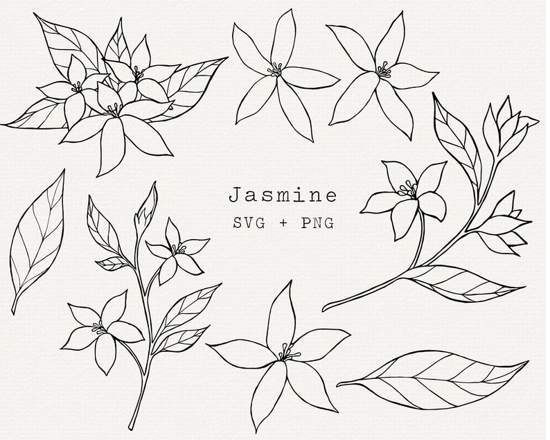How To Draw Jasmine Flower // Jasmine Flower Drawing // Easy Flower Drawing  // Pencil Drawing - YouTube