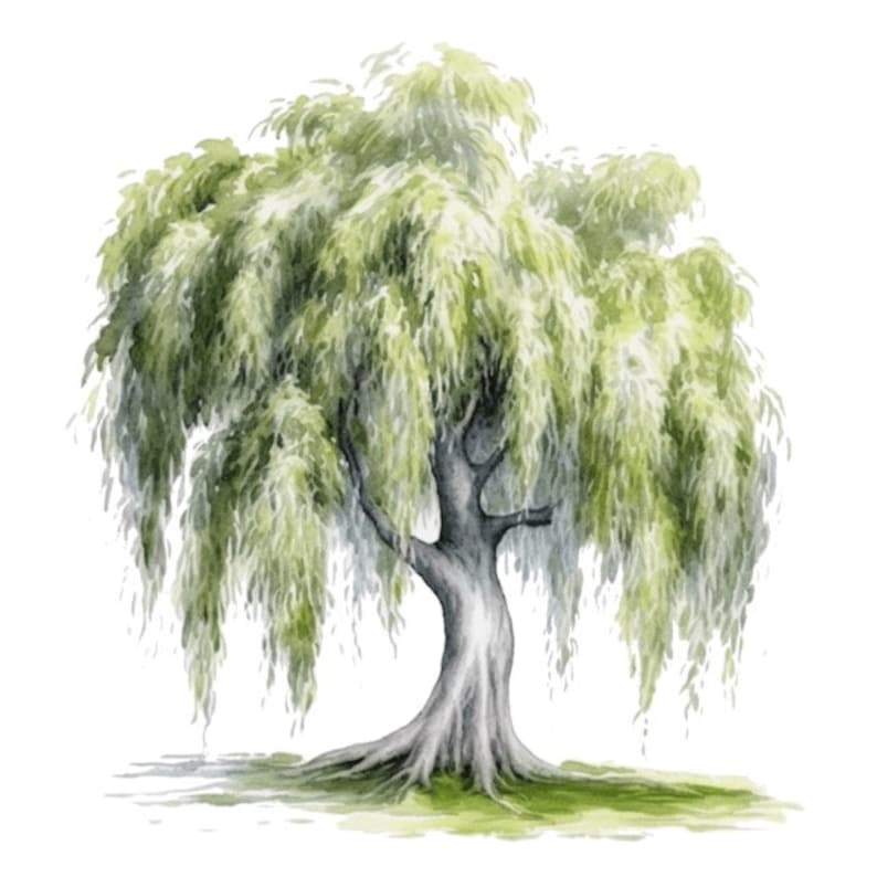 White Willow Tree Watercolor Clip Art 4 High Quality PNG 