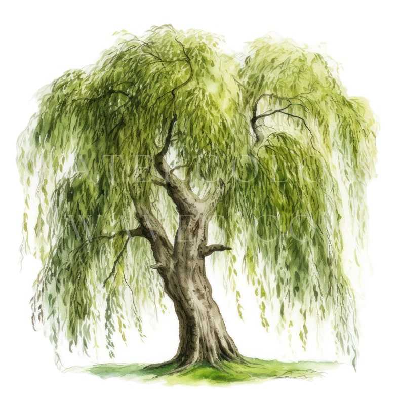 Willow Tree Clipart, Watercolor Floral Jpg Digital Planner#4