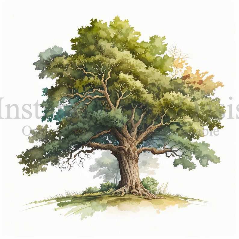 Oak Trees Clipart, 10 Jpgs Botanical Art Digital Download#9