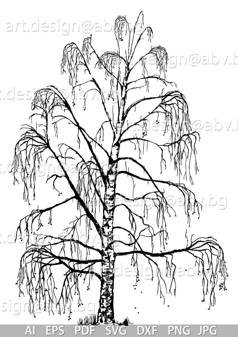Vector Birch Svg#2