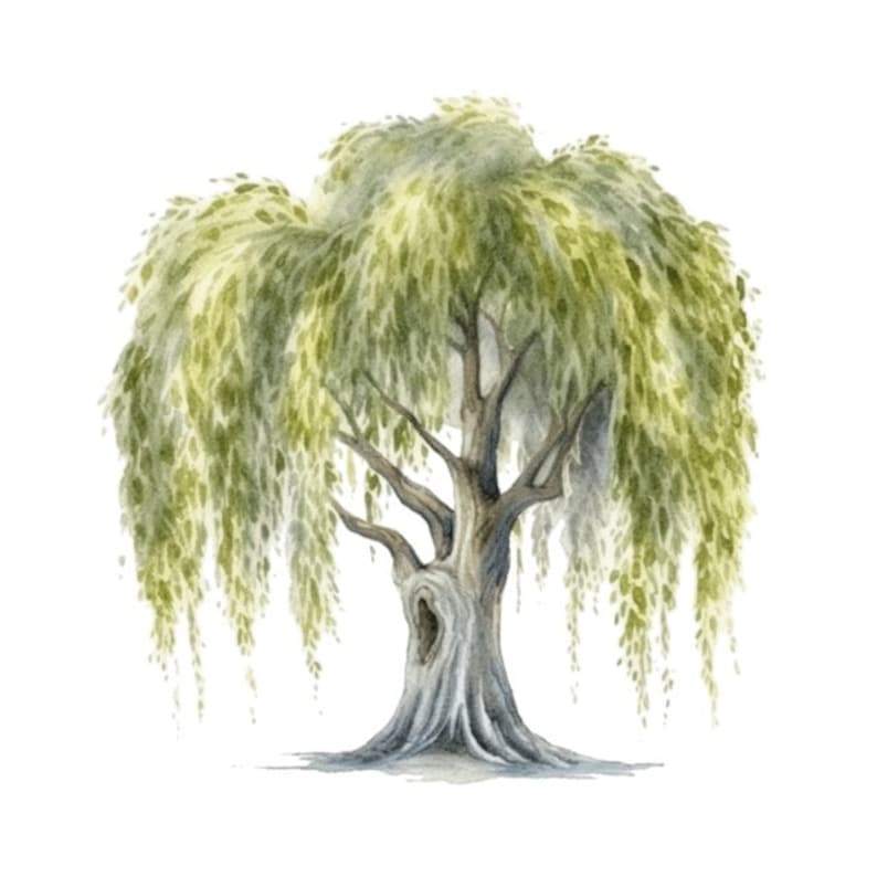 White Willow Tree Watercolor Clip Art 4 High Quality PNG