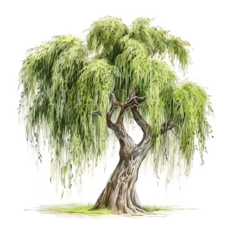 Willow Tree Clipart, Watercolor Floral Jpg Digital Planner#5