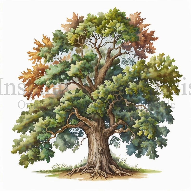 13,400+ Oak Tree Drawing Stock Photos, Pictures & Royalty-Free Images -  iStock | Oak tree silhouette, Oak tree illustration, Oak tree watercolor