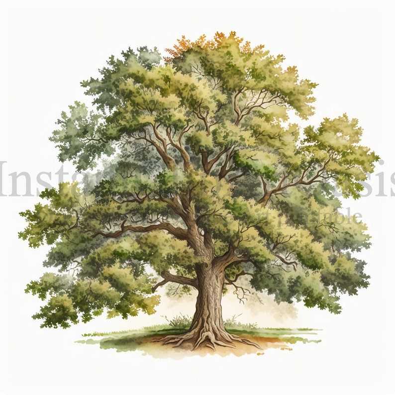 Oak Trees Clipart, 10 Jpgs Botanical Art Digital Download#5