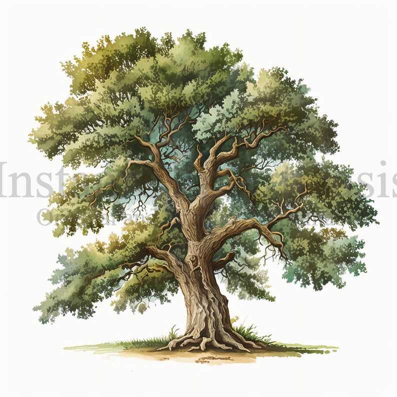 Oak Trees Clipart, 10 Jpgs Botanical Art Digital Download#8