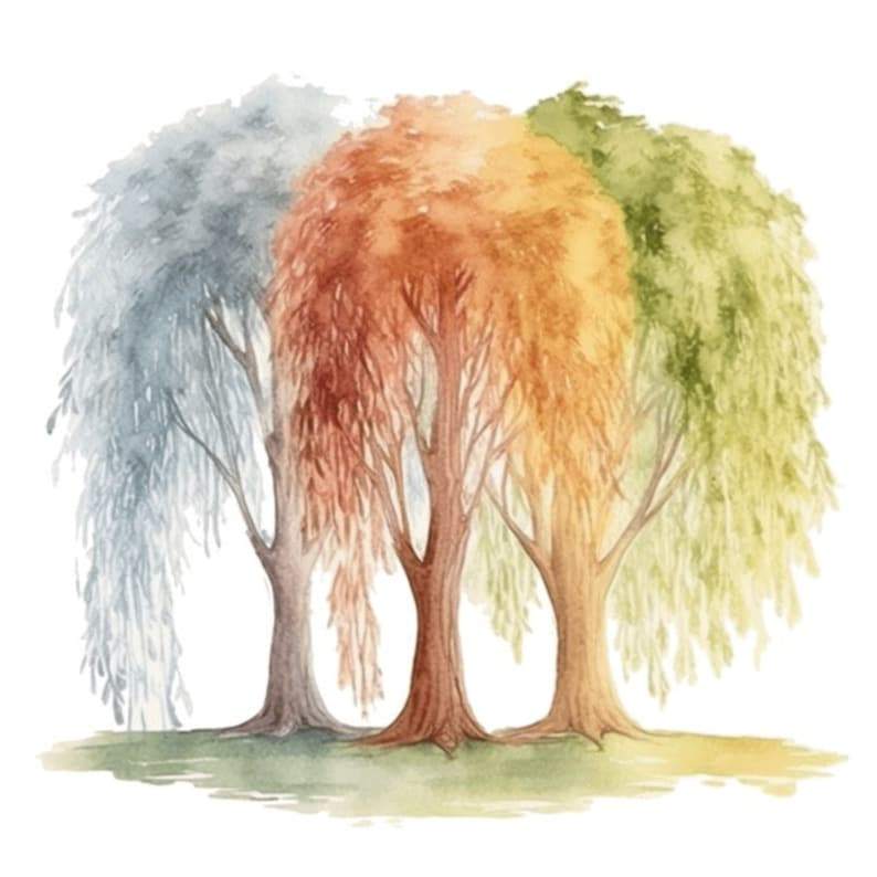 White Willow Tree Watercolor Clip Art 4 High Quality PNG#3