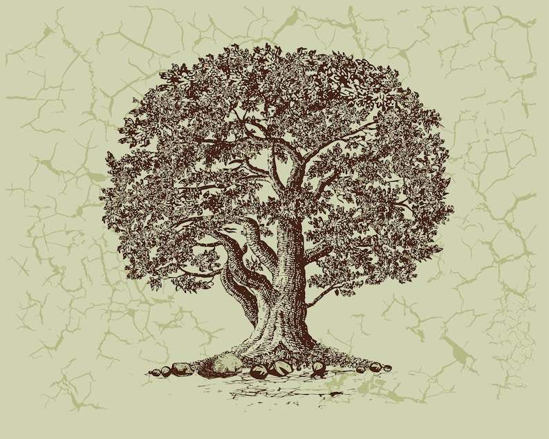 Oak Tree in Vector#1