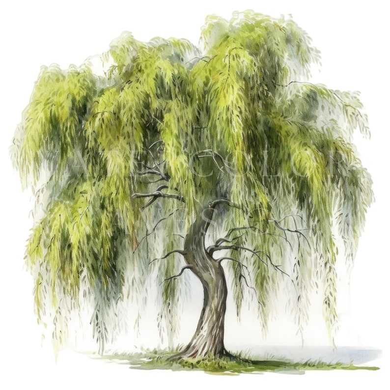 willow trees clipart